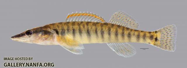 Percina nasuta Longnose Darter4089ws