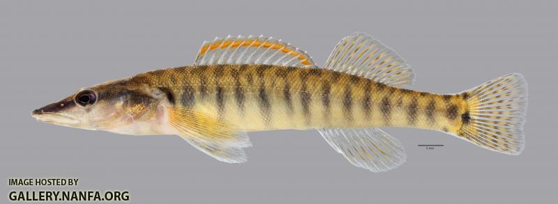 Percina nasuta Longnose Darter4089ws