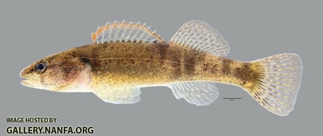 Etheostoma autumnale Autumn Darter 4732ws