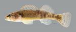 Etheostoma autumnale Autumn Darter 4732ws