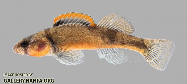 Etheostoma autumnale Autumn Darter4650ws