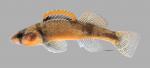 Etheostoma autumnale Autumn Darter4650ws