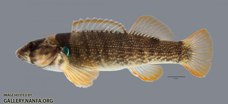 Etheostoma juliae Yoke Darter4499ws