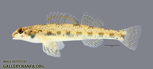 Etheostoma teddyroosevelt Highland Darter4779ws