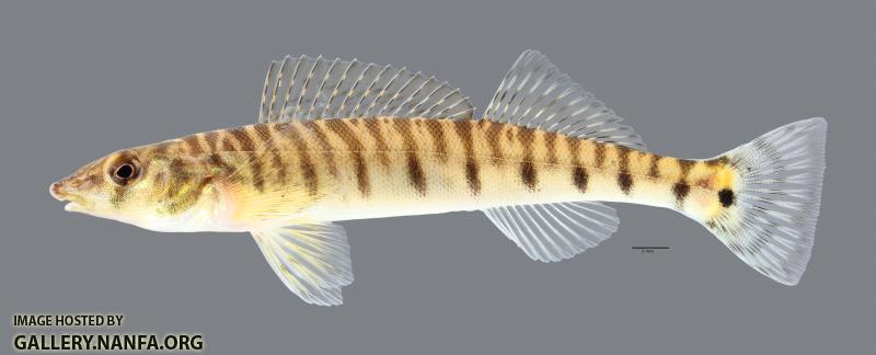 Percina caprodes Logperch 4697ws