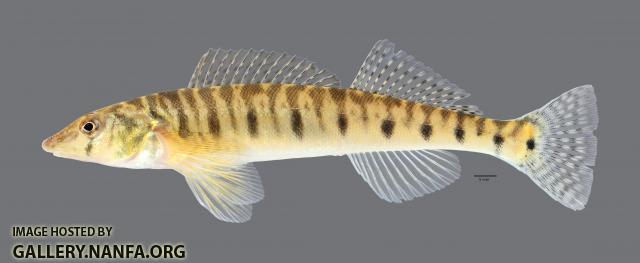 Percina caprodes Logperch4477ws 