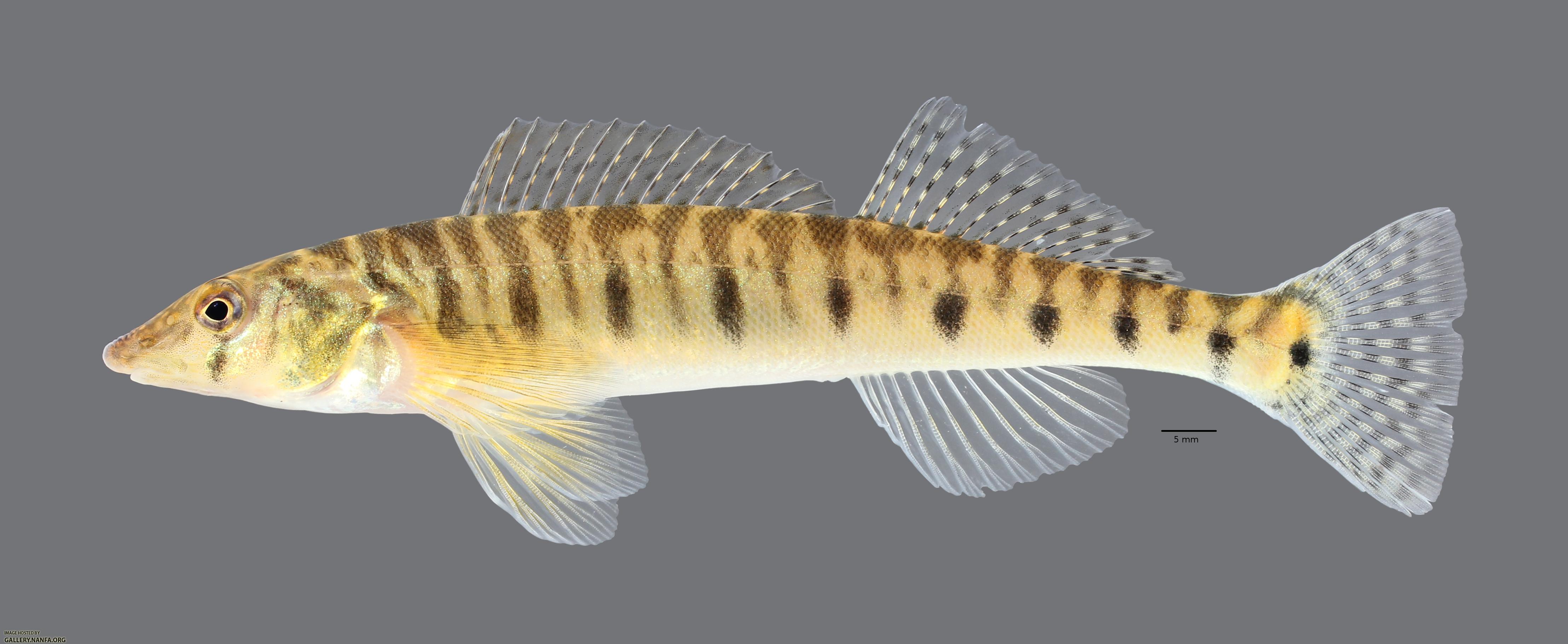 Percina caprodes Logperch4477ws 