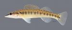 Percina nasuta Longnose Darter 4407ws