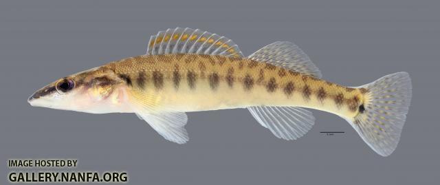 Percina nasuta Longnose Darter 4407ws