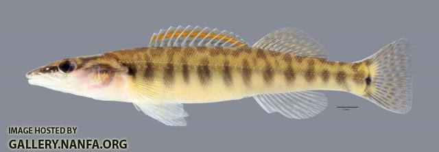 Percina nasuta Longnose Darter4340ws