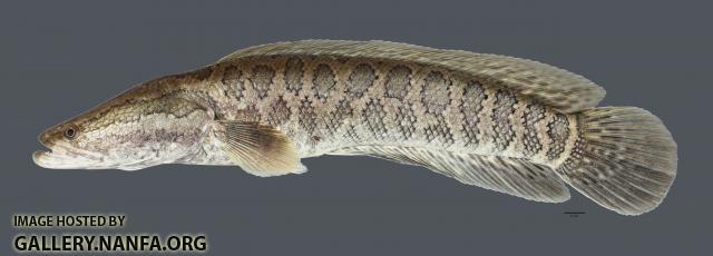 Channa argus Northern Snakehead4909ws