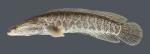 Channa argus Northern Snakehead4909ws