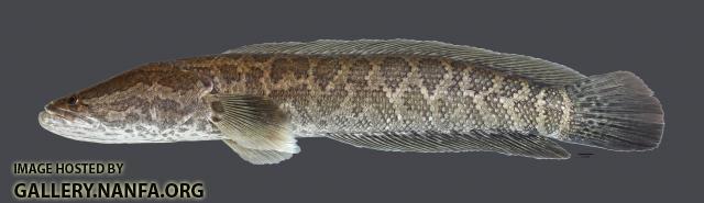 Channa argus Northern Snakehead4918ws