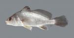 Aplodinotus grunniens Freshwater Drum 5701ws