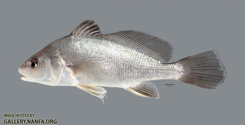 Aplodinotus grunniens Freshwater Drum 5701ws