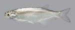 Hiodon alosoides Goldeye 5266ws