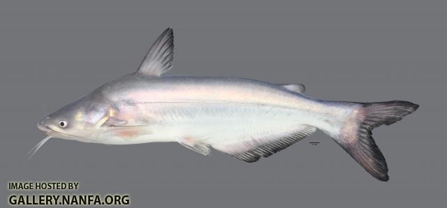 Ictalurus furcatus Blue Catfish 5114-1ws