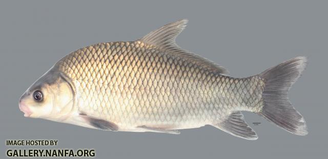 Ictiobus bubalus Smallmouth Buffalo 5850ws