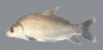 Ictiobus bubalus Smallmouth Buffalo 5850ws