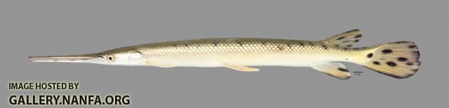 Lepisosteus osseus Longnose Gar5168ws