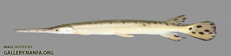 Lepisosteus osseus Longnose Gar5168ws