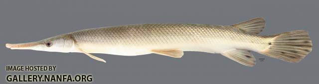 Lepisosteus platostomus Shortnose Gar 5574ws