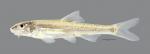 Macrhybopsis hyostoma Shoal Chub 6022ws