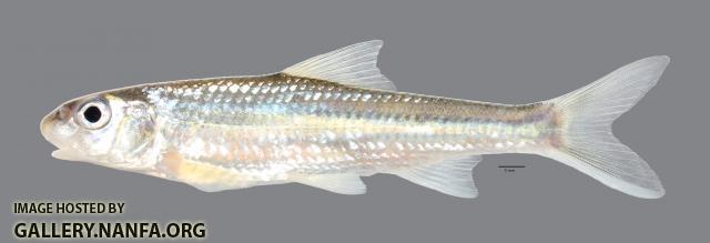 Macrhybopsis storeriana Silver Chub 5817ws