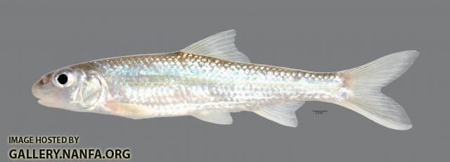 Macrhybopsis storeriana Silver Chub 5964ws