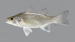 Morone chrysops White Bass 5734ws