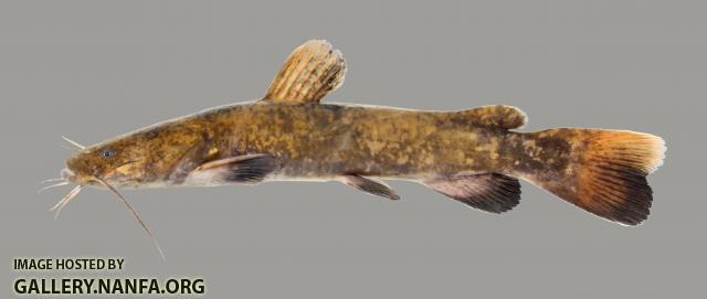 Pylodictis olivaris Flathead Catfish 5614