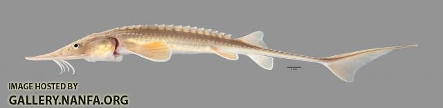 Scaphirhynchus platorynchus Shovelnose Sturgeon 6077ws