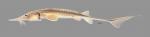 Scaphirhynchus platorynchus Shovelnose Sturgeon 6077ws