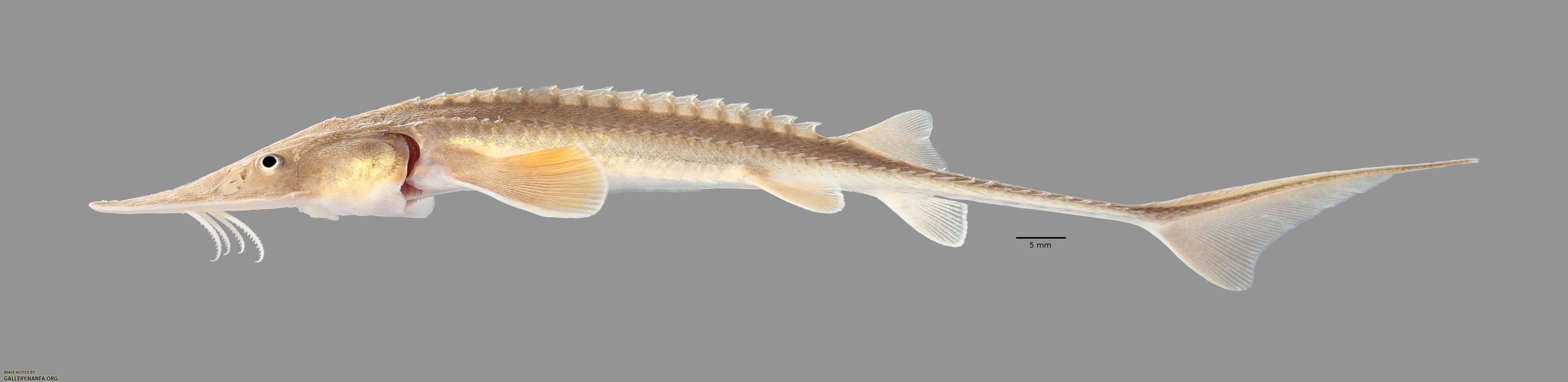 Scaphirhynchus platorynchus Shovelnose Sturgeon 6077ws