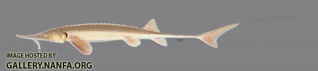 Scaphirhynchus platorynchus Shovelnose Sturgeon 57848ws