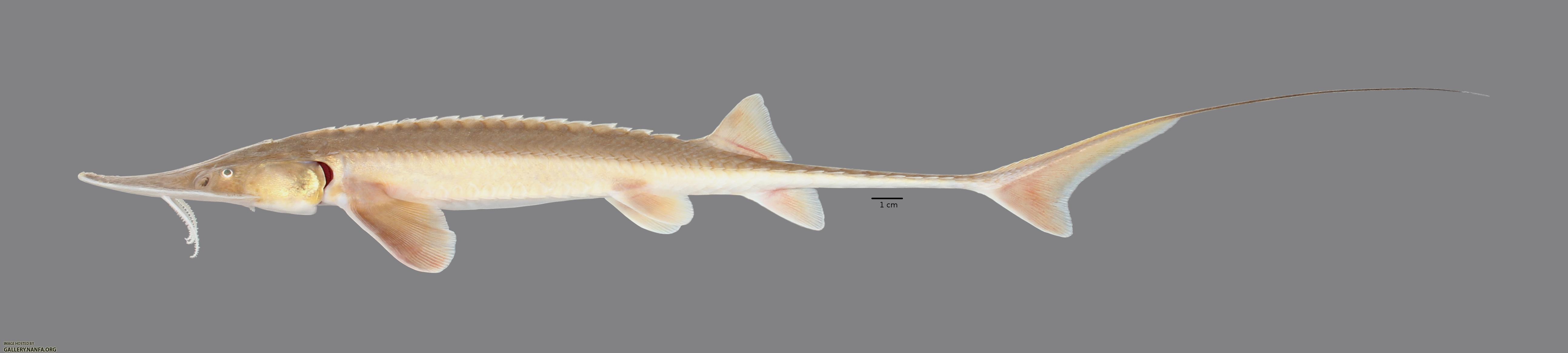 Scaphirhynchus platorynchus Shovelnose Sturgeon 57848ws