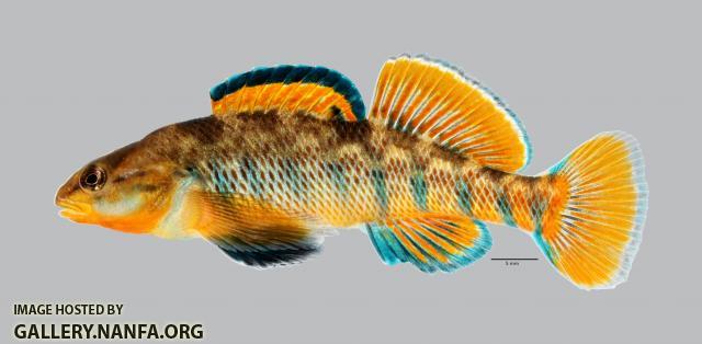 Etheostoma caeruleum Rainbow Darter 45ws