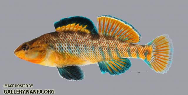 Etheostoma caeruleum Rainbow Darter 111ws