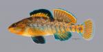 Etheostoma caeruleum Rainbow Darter 111ws