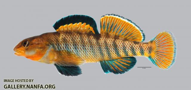 Etheostoma caeruleum Rainbow Darter 179ws