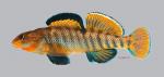 Etheostoma caeruleum Rainbow Darter 179ws