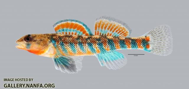 Etheostoma fragi Strawberry Darter 139ws