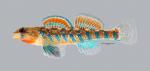 Etheostoma fragi Strawberry Darter 139ws