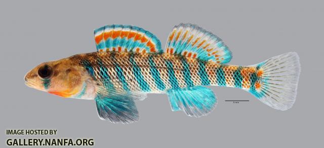 Etheostoma fragi Strawberry Darter 215ws