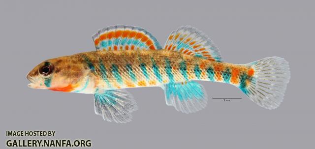 Etheostoma fragi Strawberry Darter 270ws