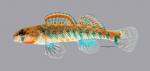 Etheostoma fragi Strawberry Darter 270ws