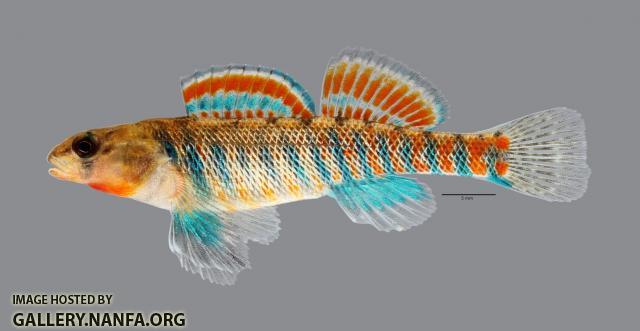 Etheostoma fragi Strawberry Darter 362ws