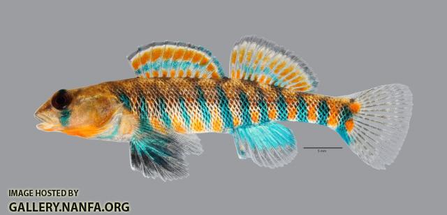 Etheostoma fragi Strawberry Darter 477ws