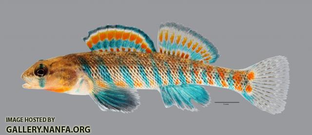 Etheostoma fragi Strawberry Darter 548ws