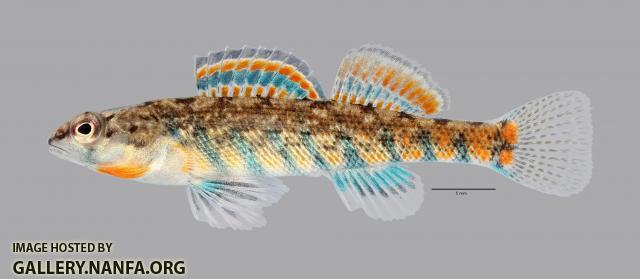 Etheostoma uniporum Current Darter 1102ws